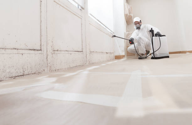 Black mold remediation team in La Plata