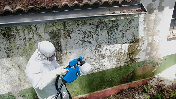 Mold Remediation service in La Plata, La Plata, MD